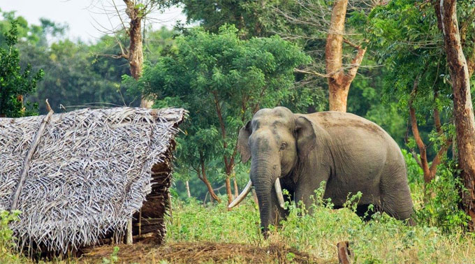 වන අලි ගැටලුවට නව විසදුම්