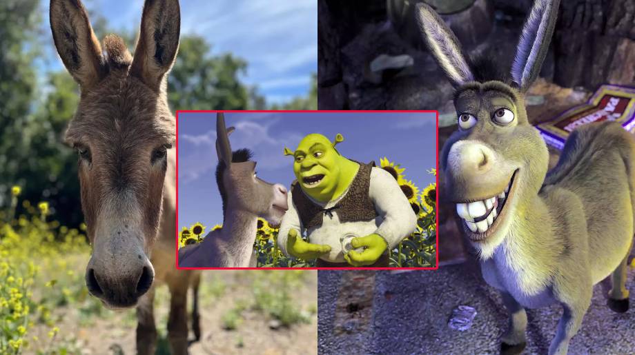 Shrek චිත්‍රපට මාලාවේ බූරු පැටියාගේ චරිතය නිර්මාණයට ආදර්ශ කරගත් ‘පෙරී’ අවසන් ගමන් යයි