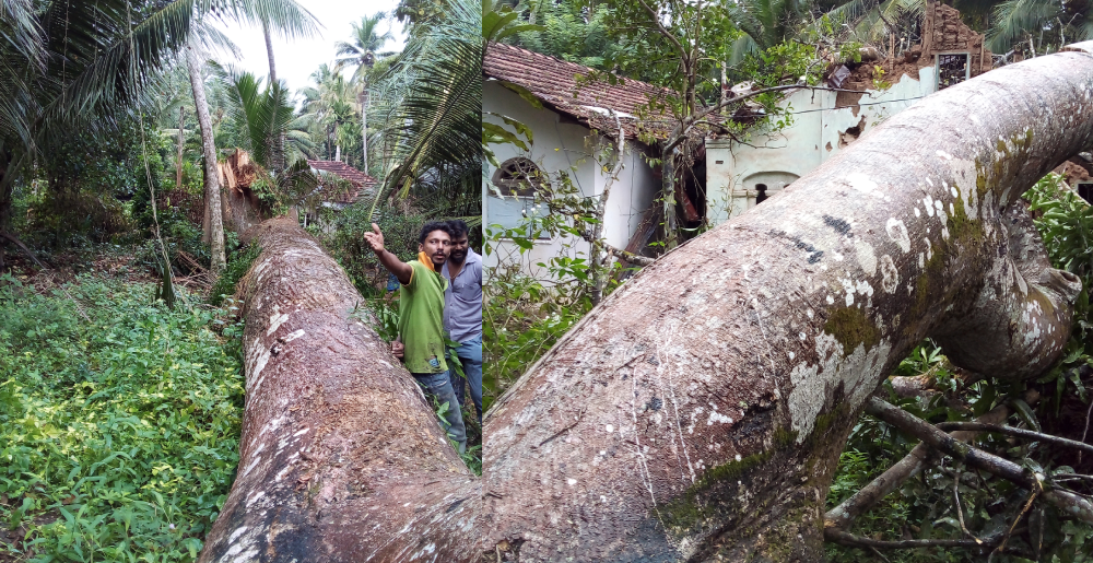 විශාල ගසක් කඩාවැටීමෙන් මුතුගල නිවසකට බරපතල හානි