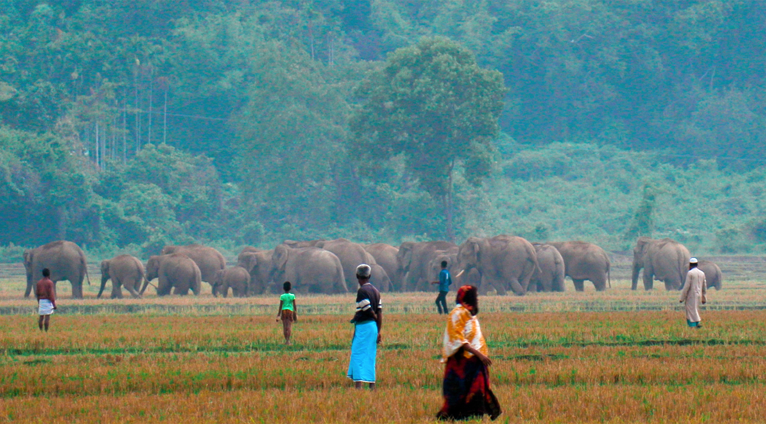 බංග්ලාදේශයේ අලි ඇතුන් අනතුරේ