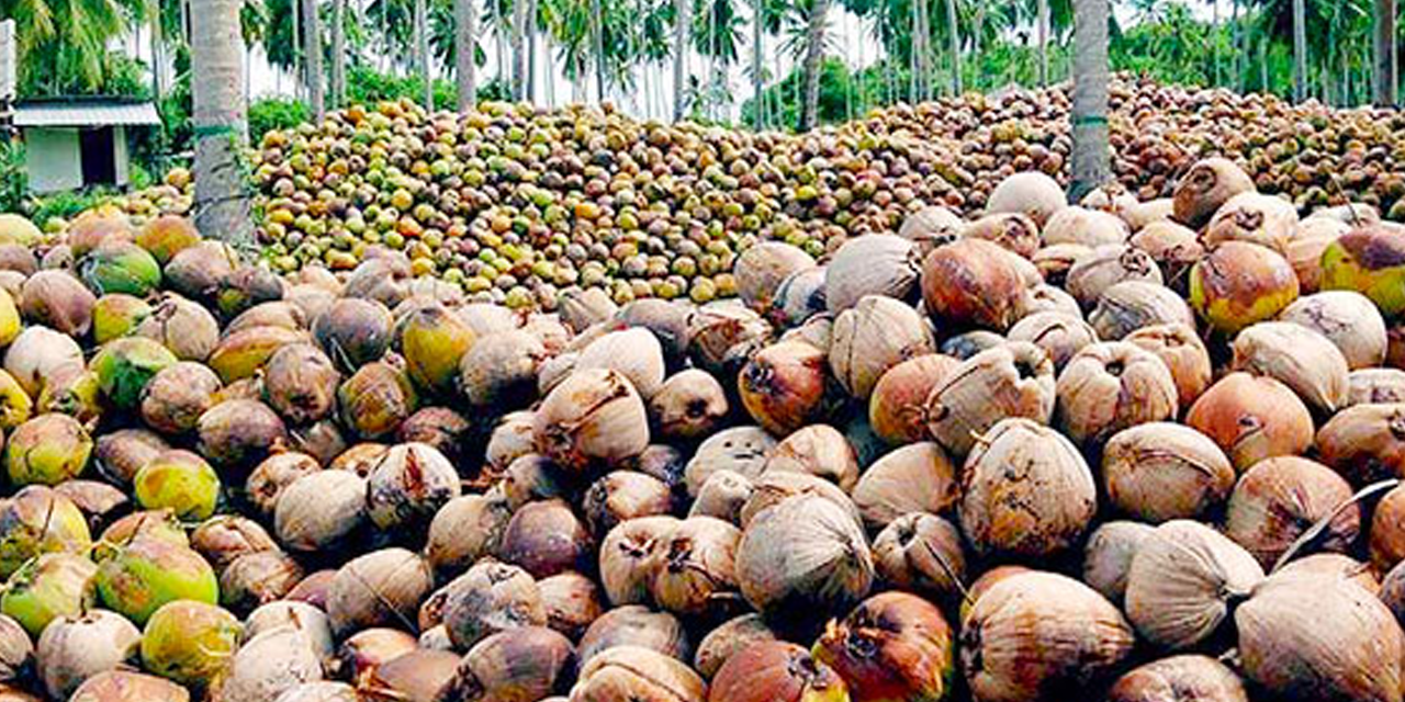 පොල් මිල ඉහළ යයි පොල් මිල ඉහළ යයි
