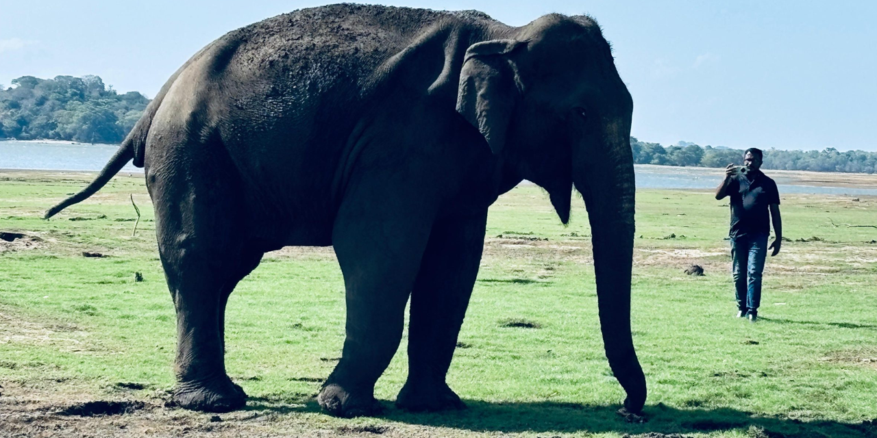 වන අලි දහතුන්දෙනකු ගැන දුක හිතෙන කතාවක්