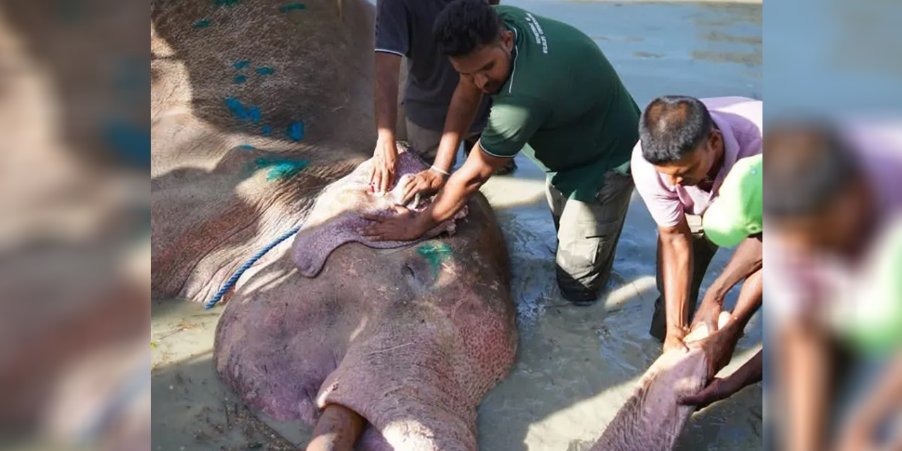 භාතිය හස්තියා අවසන් ගමන් යයි භාතිය හස්තියා අවසන් ගමන් යයි