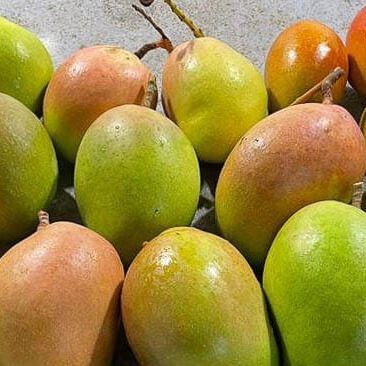 අඹ ගෙඩි 120ක් සොරාගෙන යතුරුපැදියකින් පළායන්න හැදූ දෙදෙනාගෙන් අයෙක් මාට්ටු අඹ ගෙඩි 120ක් සොරාගෙන යතුරුපැදියකින් පළායන්න හැදූ දෙදෙනාගෙන් අයෙක් මාට්ටු