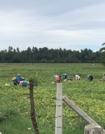 මුං අස්වනු නෙළීමට වැස්සෙන් දැඩි බාධා