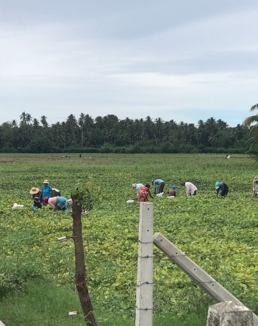 මුං අස්වනු නෙළීමට වැස්සෙන් දැඩි බාධා මුං අස්වනු නෙළීමට වැස්සෙන් දැඩි බාධා