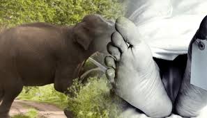 දිවුල්වැවේදී සතියක් ඇතුළත වනඅලි ප්රහාරයකින් දෙදෙනෙකු ජීවිතක්ෂයට දිවුල්වැවේදී සතියක් ඇතුළත වනඅලි ප්රහාරයකින් දෙදෙනෙකු ජීවිතක්ෂයට