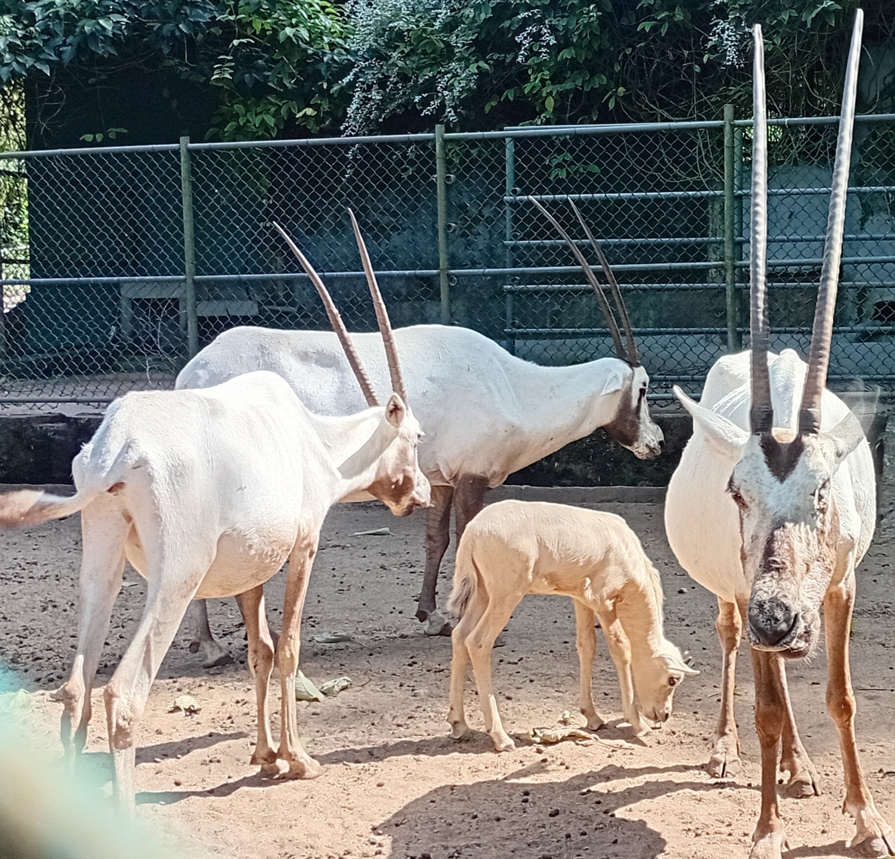 ඇරබියන් ඔරෙක්සු පවුලට නව සාමාජිකයෙක්