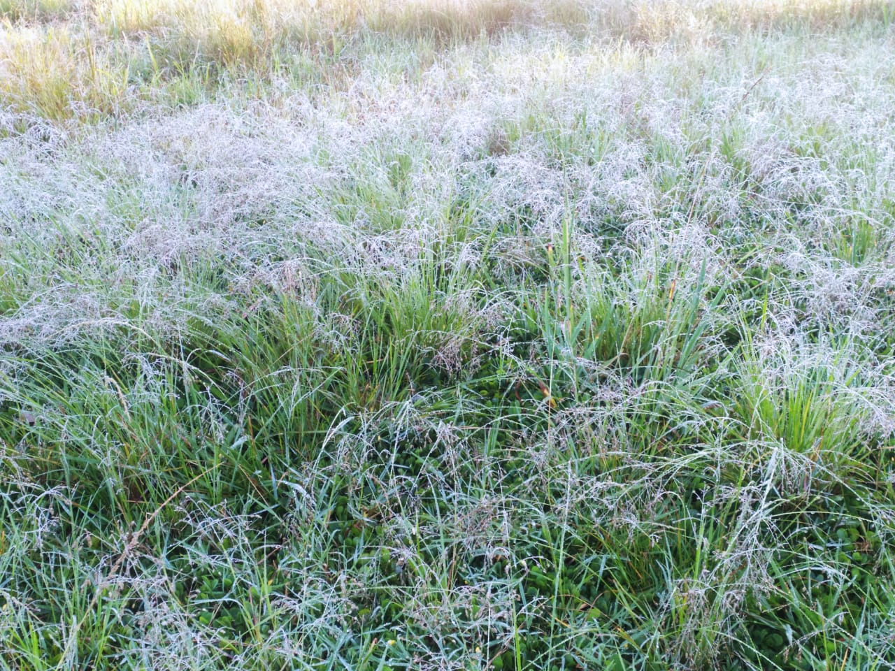 බගවන්තලාවට මල් තුහින බගවන්තලාවට මල් තුහින