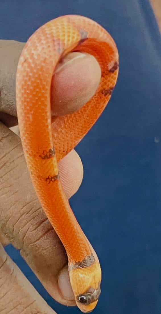 දෙහිවල සිටි එකම කහ ඇනකොන්ඩා අතුරුදන් වෙලා