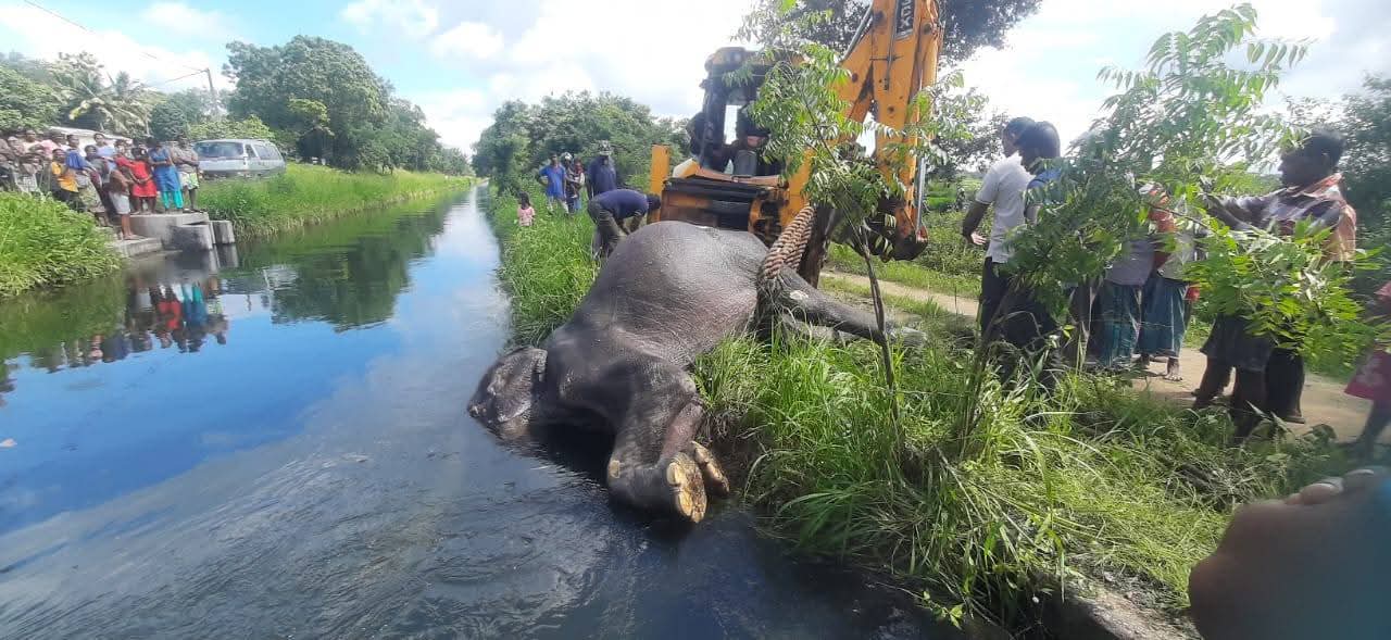 ඇල්ලේවැවට වැටී අලියෙක් මරු දකී