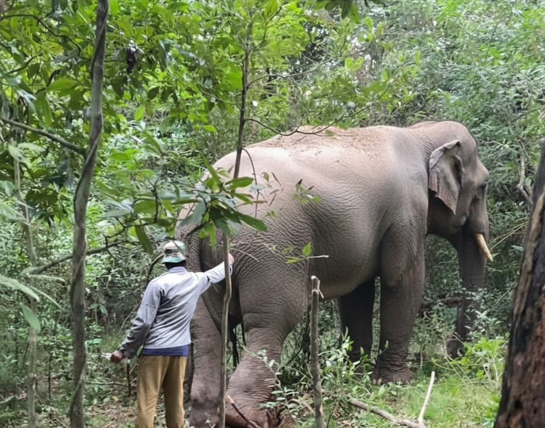 වෙඩි වැදුණු බානුට වනජීවියෙන් ප්රතිකාර වෙඩි වැදුණු බානුට වනජීවියෙන් ප්රතිකාර