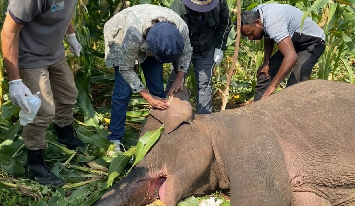 හක්කපටස් කෑ අලි පැටවා බේරා ගැනීමට මෙහෙයුමක්