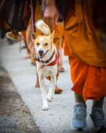 ලොවක් ආදරය කරන ආලෝකට හදිසි සැත්කමක්