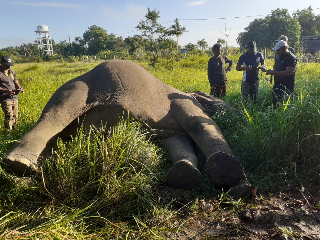 අනවසර විදුලි රැහැනට අලියෙක් බිලි
