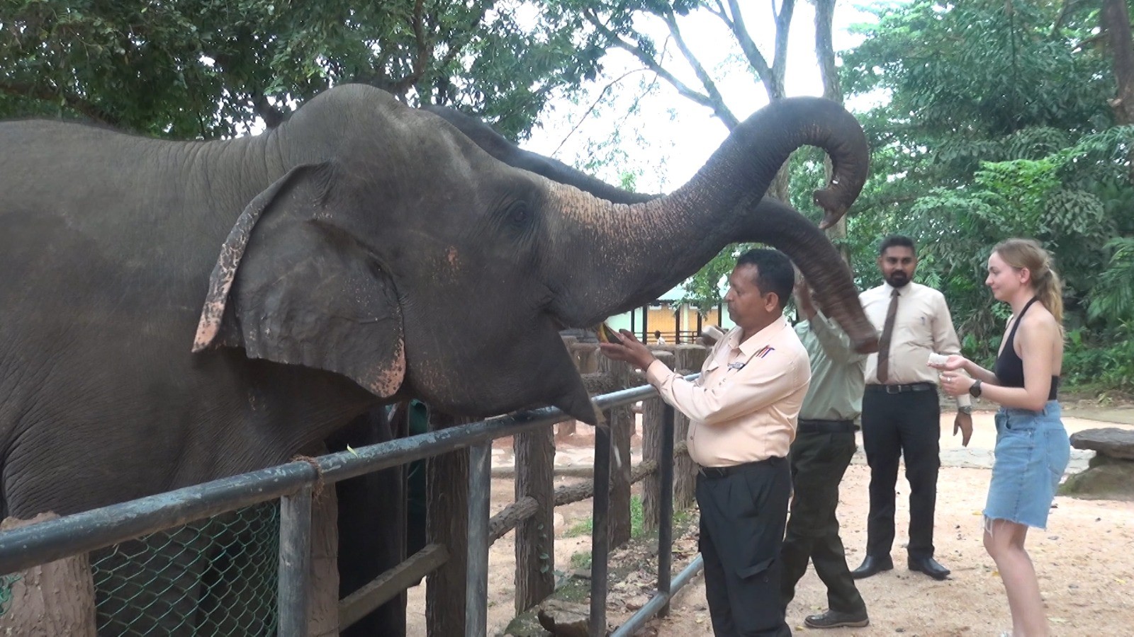නව වසර ආරම්භ කරමින් පින්නවල අලි ඇතුන්ට කිරිබත් සංග්‍රහයක්..
