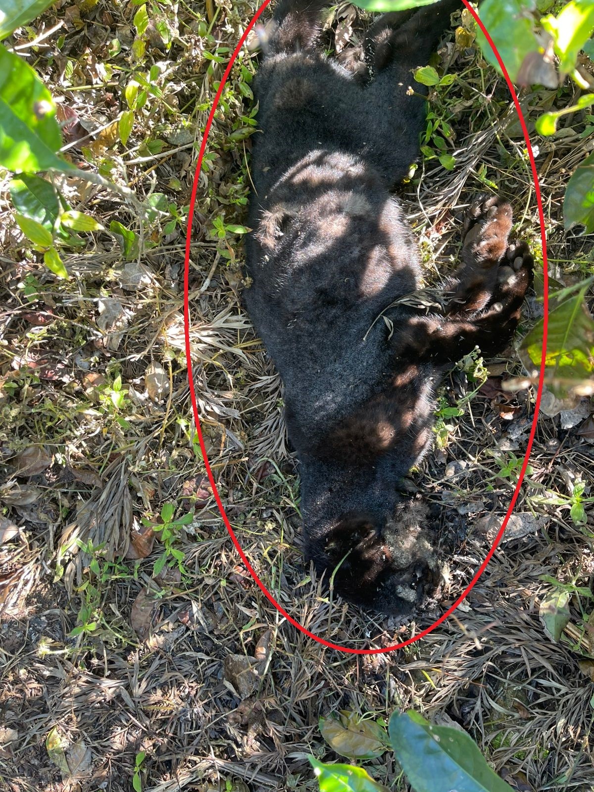 කඳුකර කළු කොටි පැටවකුගේ සිරුරක් කඳුකර කළු කොටි පැටවකුගේ සිරුරක්