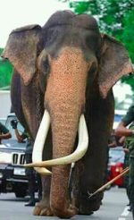 ප්‍රතිනිර්මාණය කළ නැදුන්ගමුවේ රාජා මාර්තු 11 සිට මහජන ප්‍රදර්ශනයට