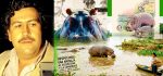 Pablo Escobar සුරතලයට ඇති කරපු හිපෝ සතුන් මරන්න යයි!