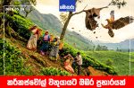 කර්කස්වෝල් වතුයායට බඹර ප්‍රහාරයක්
