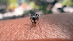 2026 මුල් මාස හතරට ඩෙංගු රෝගීන් 25,082ක් – 12ක් මියගිහින්