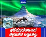 අයිස්ලන්තයෙන් මදුරුවන් හමුවෙලා