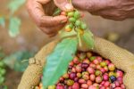 කෝපි වගාකරුවන්ට සුබ ආරංචියක්